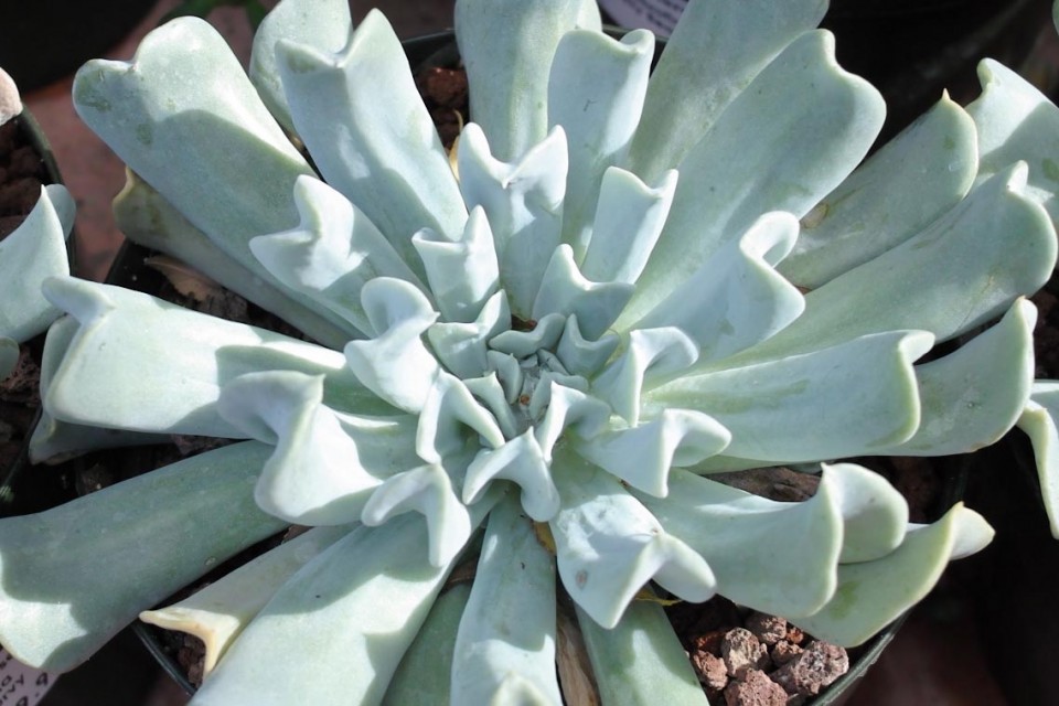 Topsy Turvey succulent Image