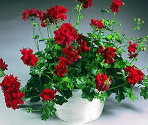 Beautiful geraniums Image