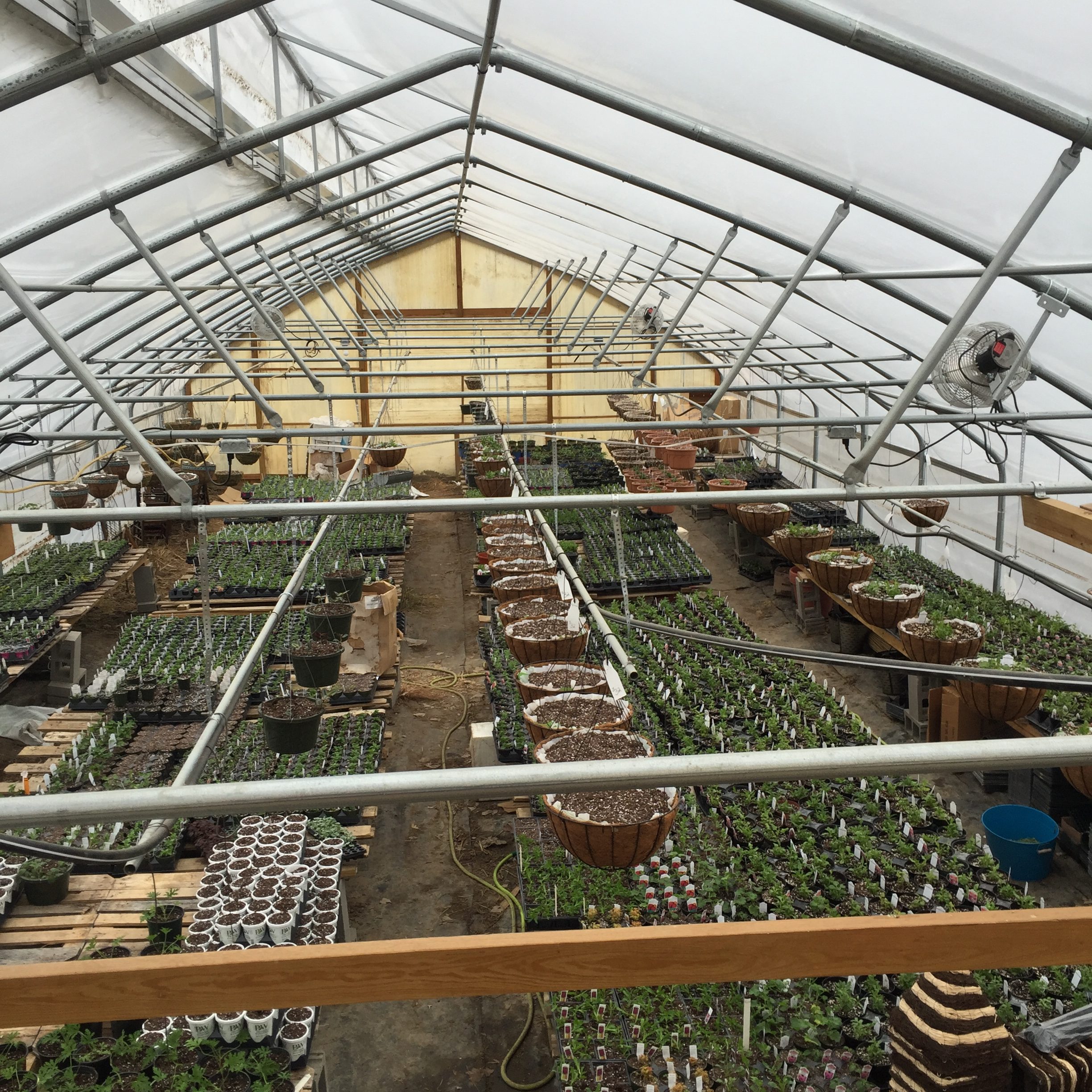 A view of the greenhouse in February Image