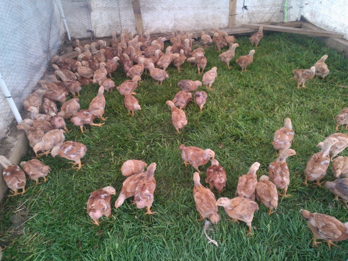 Young meat chickens Image