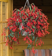 Hanging basket of begonias Image